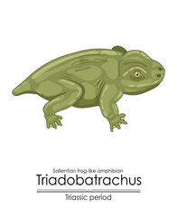 Prehistoric salientian frog-like amphibian Triadobatrachus, a Triassic period creature, colorful illustration on a white background