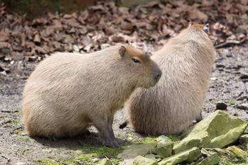 Capybara (Hydrochoerus hydrochaeris) portrait. Giant cavy rodent native to South America.