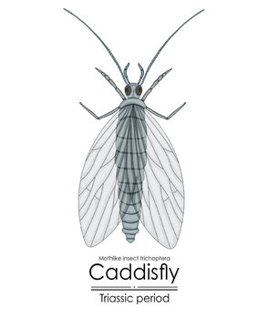 Prehistoric caddisfly mothlike insect trichoptera, a Triassic period creature,  colorful illustration on a white background