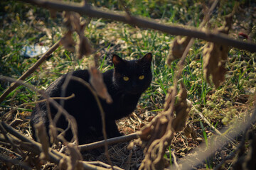 Yellow eyed black cat