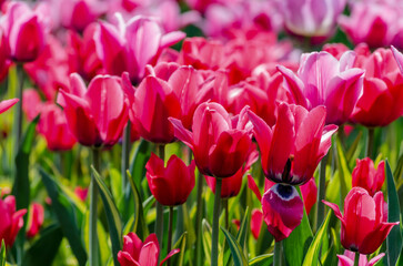 large blooming flower bed with pink hybrid tulips