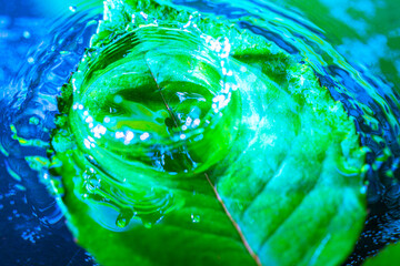 Abstract shot of water drop splash on the green leaf in water. Nature background. Macro shot with selective focus