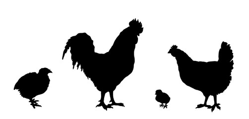 Chickens, quail silhouettes. Cock, chicken, chick. Domestic poultry egg farming. Isolated on white background. Vector illustration for farming products package, poster, banner, card design