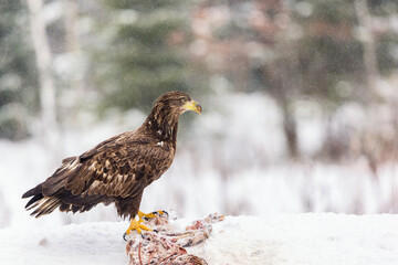 Adult White-tailed eagle Haliaeetus albicilla near meat from dead fox in winter