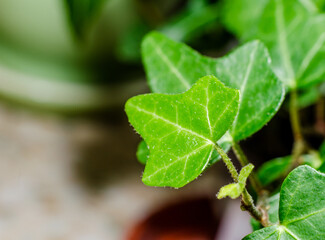 green leaves of a heder plant macro closeup
