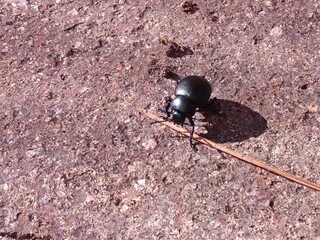Little black scarab is walking on the ground