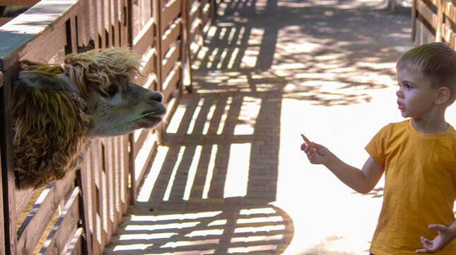 close-up of a child feeding a llama from his hand.