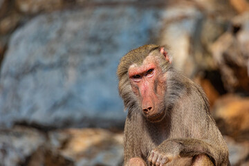 close up of a baboon