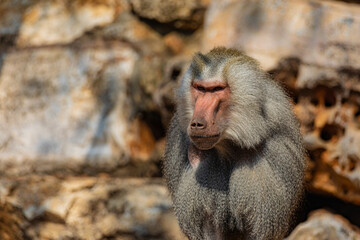 close up of a baboon