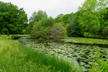 Un étang parsemé de nénuphars s'étend au cœur d'un paysage verdoyant en Bretagne, créant une...