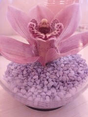 Beautiful pink Orchid. Beautiful Nature