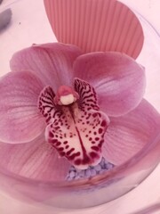 Beautiful pink Orchid. Beautiful Nature