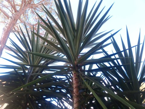 Big Yucca tree. Tropical plant