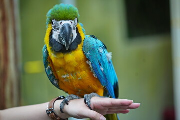 Blue and Gold Macaw parrot eating food in the hands.