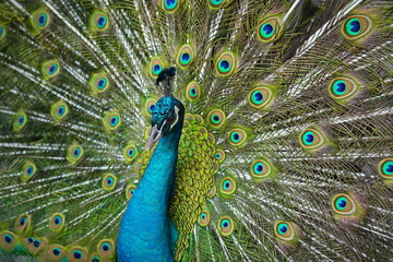 Obraz premium A male peacock shows off his feathered whee