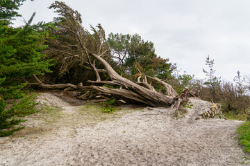 Fototapeta na wymiar Le vieux cyprès de Lambert, symbole de Beg-Meil (Finistère) depuis 120 ans, a succombé à la tempête d'octobre 2021 après avoir résisté à l'ouragan de 1987.