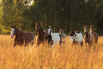 Herd of horses running at sunset in summer - 747529190