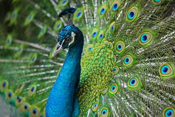 Obraz premium A male peacock shows off his feathered whee