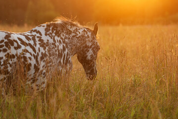 Knabstrupper breed horse at sunset in summer