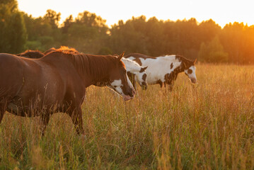Herd of horses  at sunset in summer 
