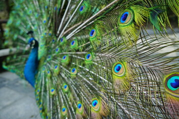 A male peacock shows off his feathered whee