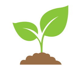 plant in the shape of a tree