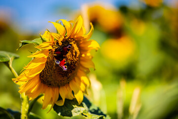 Butterfly on a sunflower.