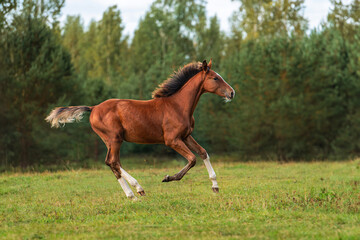 Naklejka na ściany i meble Happy foal running in the field in summer