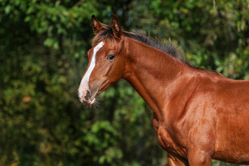Obraz premium Portrait of young bay horse in summer