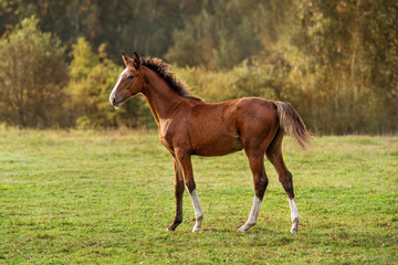 Bay foal standing in the field on autumn morning