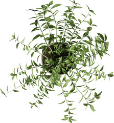 Top view of potted houseplant