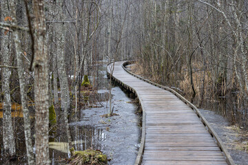 A wooden hiking path curving through a wet swamp with some ice covering the water on a cold...