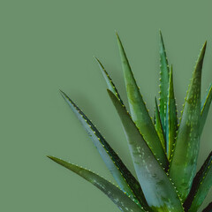 Fototapeta premium aloe vera sfondo