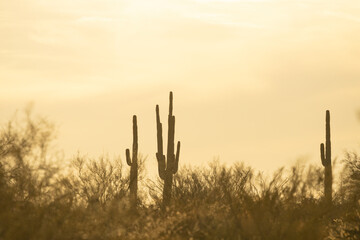 A group of saguaro cacti standing in the Sonoran Desert of Arizona.