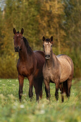 Two young horses standing together