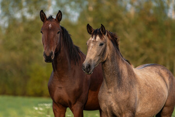 Two young horses standing together - 747532174