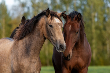 Naklejka premium Two young horses standing together