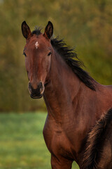 Portrait of bay latvian warmblood horse