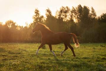 Trakehner breed horse running at sunset