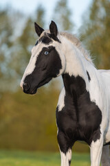 Portrait of american  paint horse with a blue eye