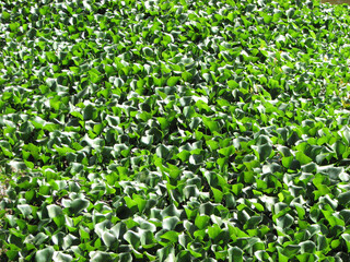 Aquatic plant with thick leaves