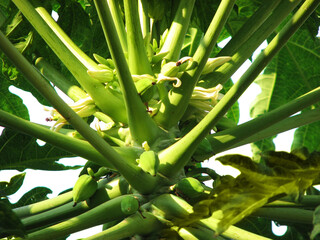 Closeup of papaya plant with tender fruits and flowers