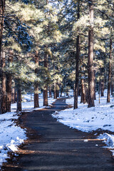 A trail through a pine forest with snow on the ground