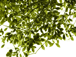 Obraz premium Bright foliage in sunlight