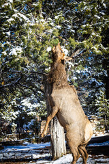 An elk standing on its hind legs while feeding on a pine tree.
