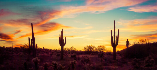 A panorama of a group of saguaro cacti standing in the Sonoran Desert of Arizona.