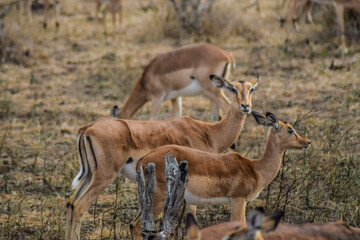 impala antelope in kruger national park
