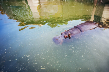 Massive hippopotamus, a dangerous and overweight aquatic mammal, at the water in its natural wilderness habitat, showcasing the wild and imposing nature.