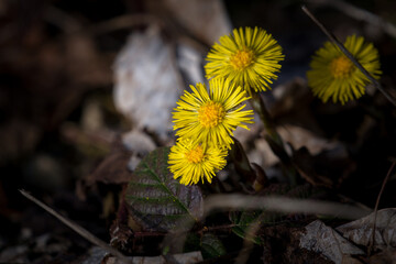 coltsfoot, tussilago farfara, on the forest floor at a sunny spring day