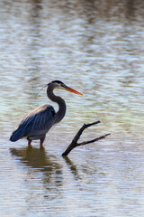 Great Blue Heron with graceful neck